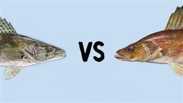 Question: How Much Is Walleye Fish Per Pound