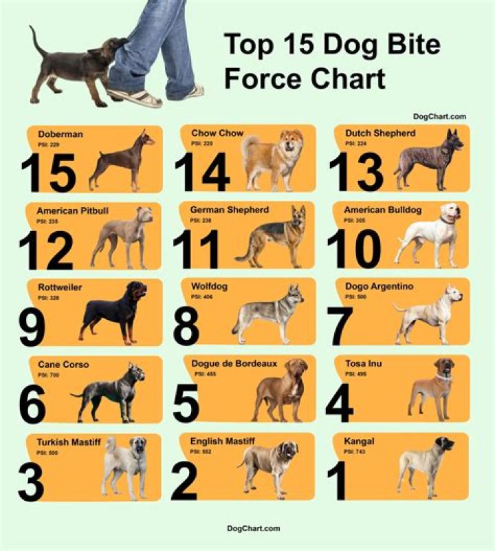 Question: How Much Psi Do Dogs Bite