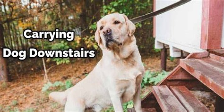 Question: How To Carry A Large Dog Down Stairs