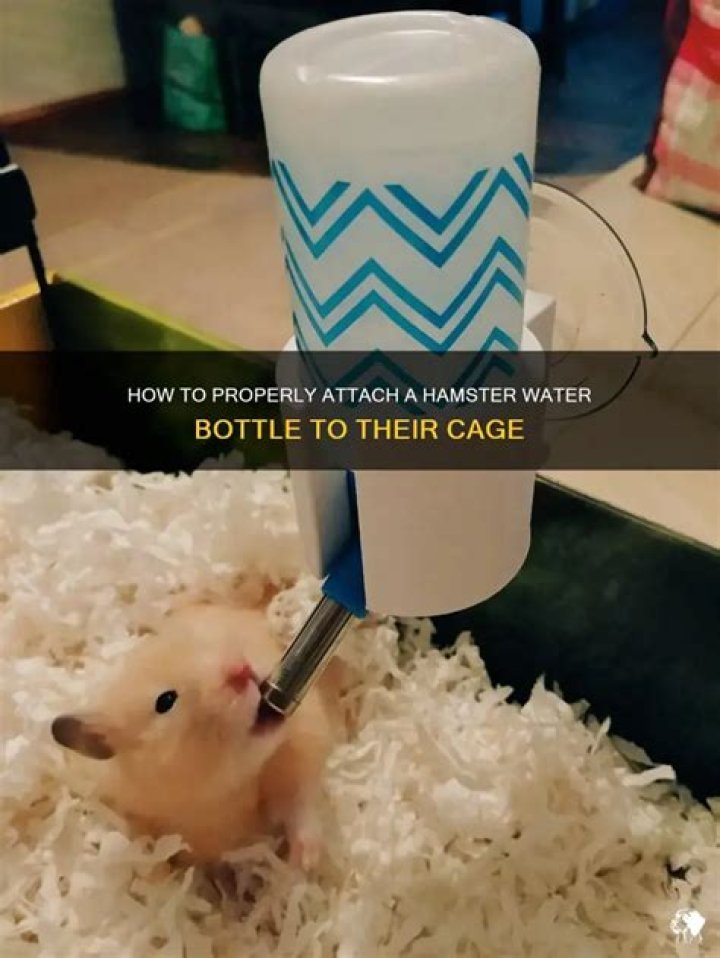 Question: How To Fill Up Critter Trail Hamster Water Bottle