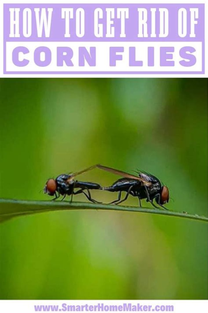 Question: How To Get Rid Of Corn Flies