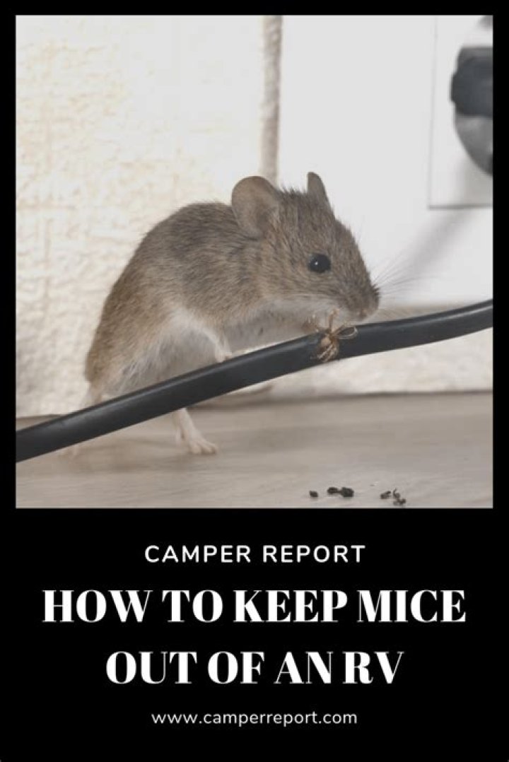 Question: How To Keep Mice Out Of Rvs