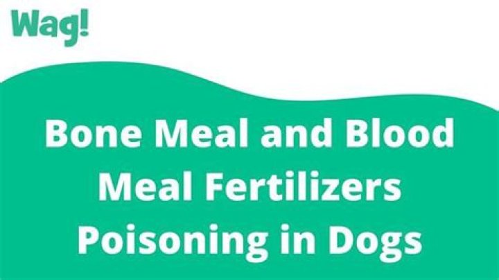 Question: Is Blood Meal In Dog Food Bad