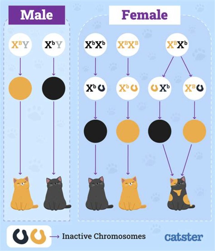 Question: Is It Possible For Cats And Dogs To Have Babies