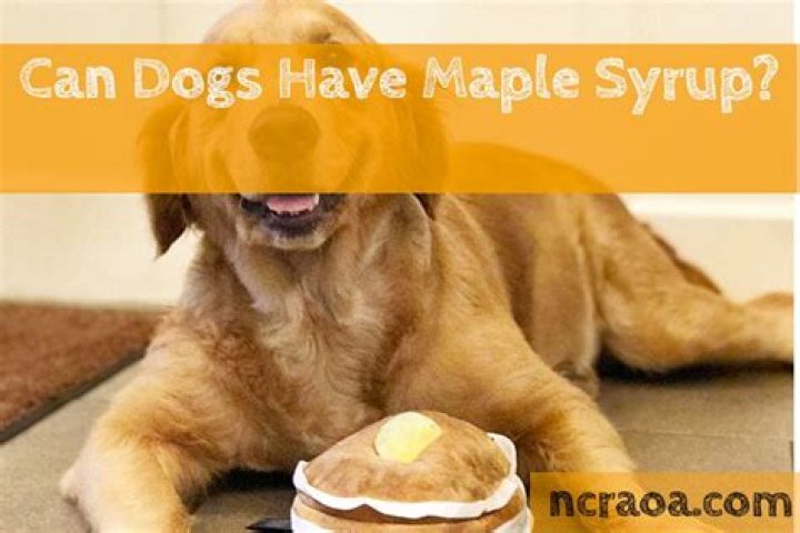Question: Is Maple Syrup Bad For Dogs