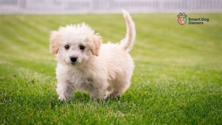 Question: Is Peanut Oil Good For Dogs