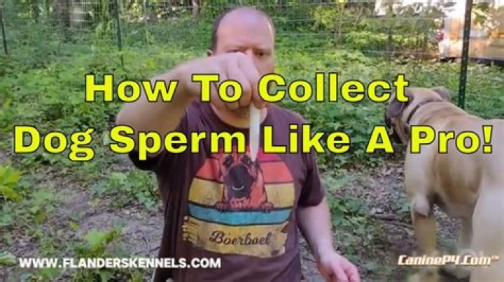 Question: What Color Is Dog Sperm