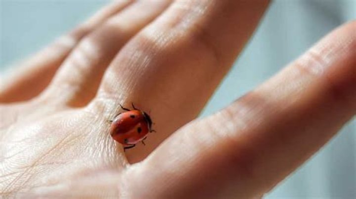 Question: What Does A Ladybug Bite Look Like On Dogs