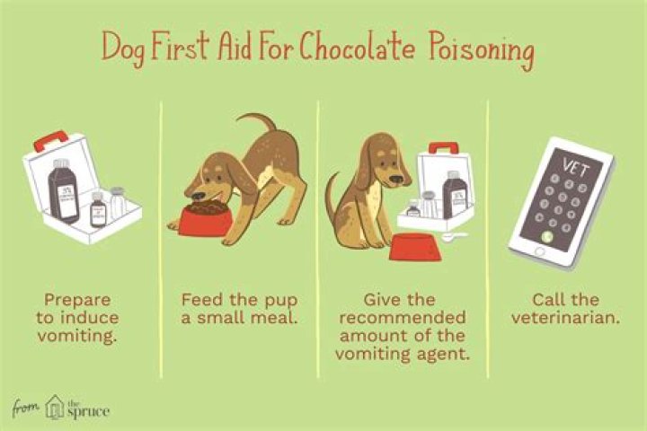 Question: What Happens If A Dog Drinks Hot Chocolate
