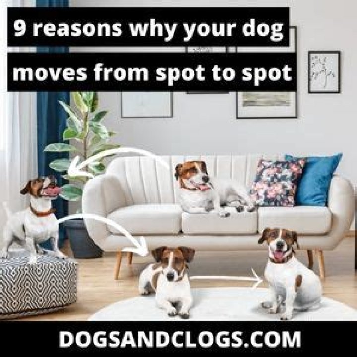 Question: Why Does My Dog Move From Spot To Spot