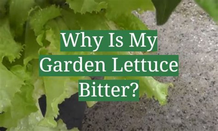 Question: Why Does My Lettuce Taste Bitter