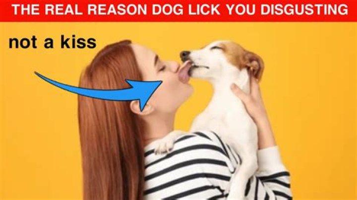 Question: Why Is My Dog Licking His Willy So Much