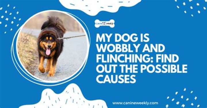 Question: Why Is My Dog Suddenly Flinching