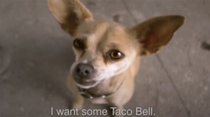 Question: Why Was The Yo Quiero Taco Bell Dog Bad