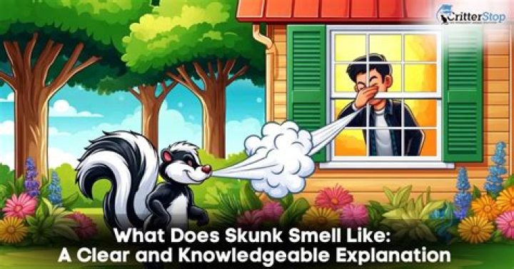 Question: Will A Dog Pee When It Smells Skunk