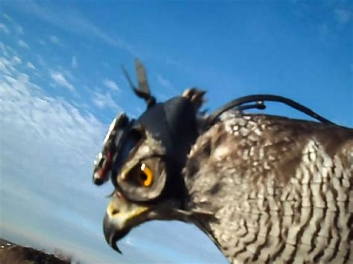 Question: Will A Hawk Attack A 10 Pound Dog