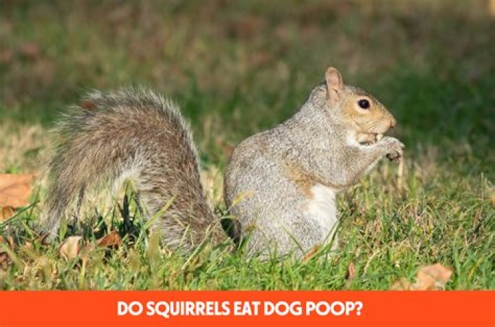 Question: Will Squirrels Eat Dog Poop