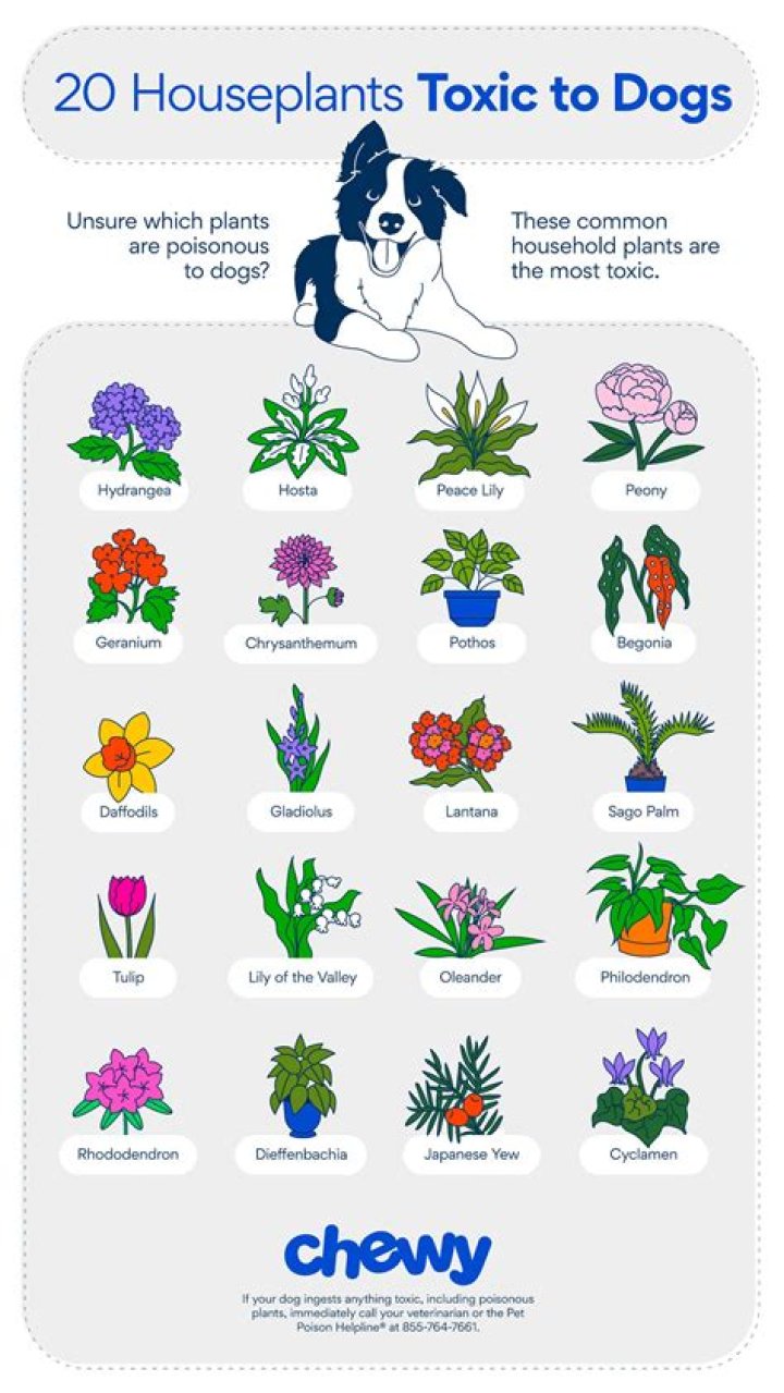 Quick Answer: Are Agapanthus Plants Toxic To Dogs