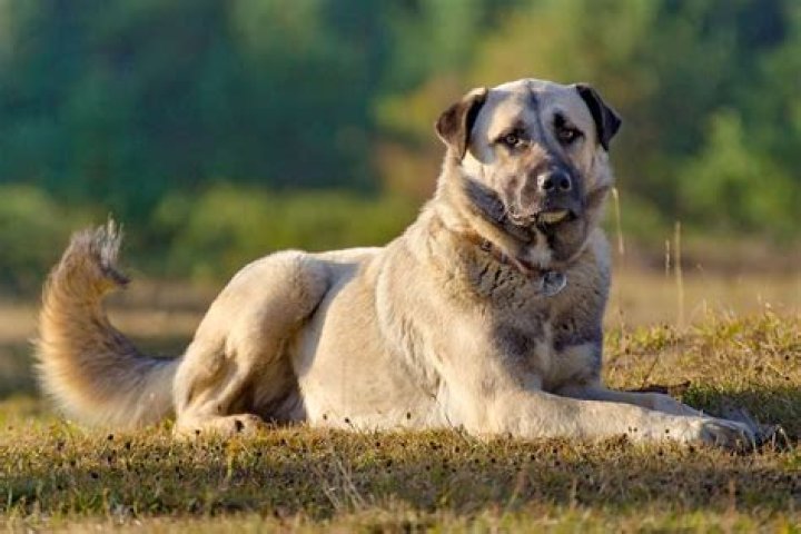 Quick Answer: Are Anatolian Shepherds Agressive Towards Other Dogs