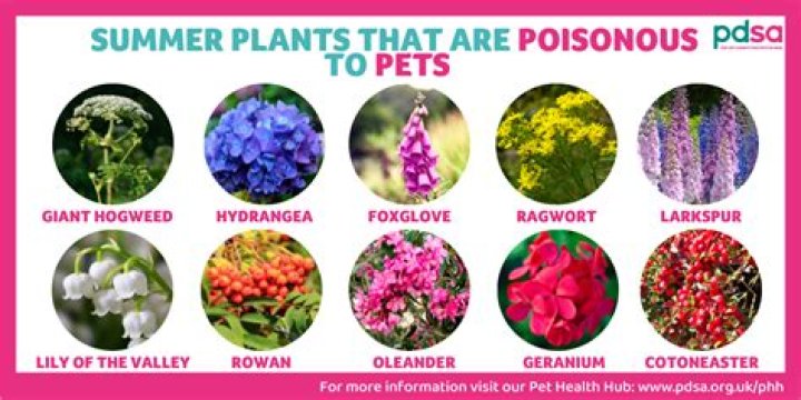 Quick Answer: Are Carnation Stems Poisonous To Dogs