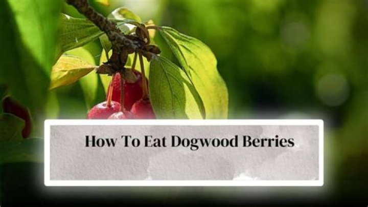 Quick Answer: Are Dogwood Berries Poisonous To Dogs