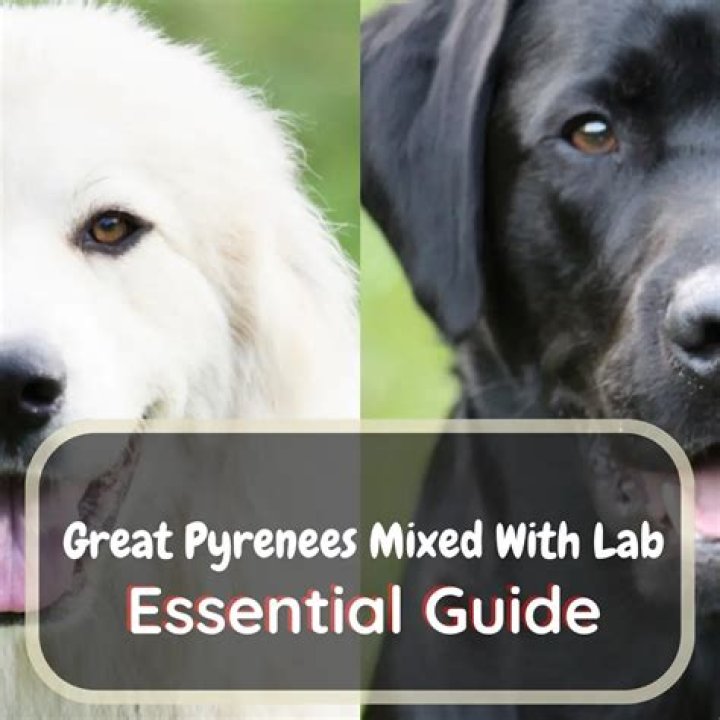 Quick Answer: Are Great Pyrenees Lab Mix Good Dogs