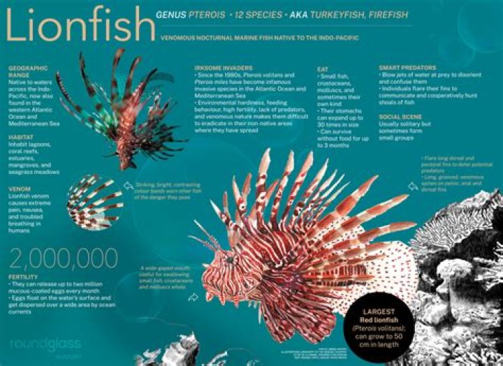 Quick Answer: Are Lionfish Poisonous To Other Fish