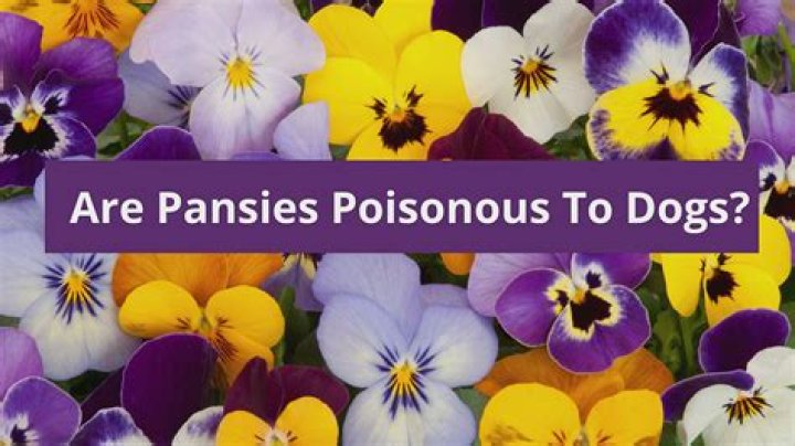 Quick Answer: Are Pansies Poisonous To Dogs