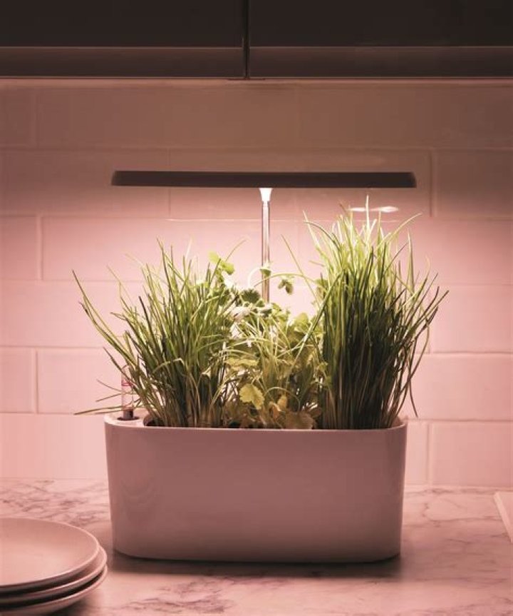 Quick Answer: Are Plant Grow Lights Bad For Dogs Eyes