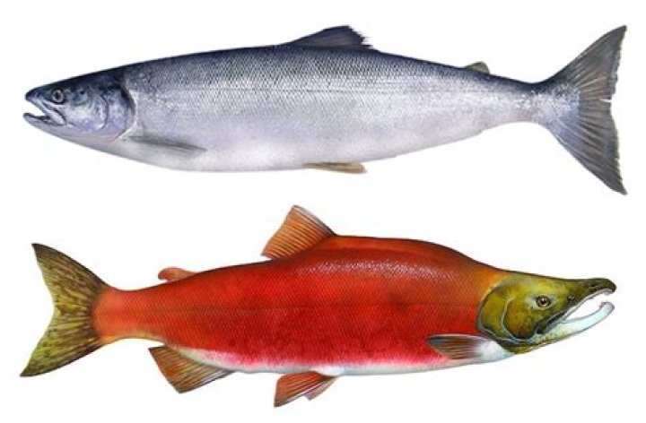 Quick Answer: Are Salmon Salt Or Freshwater Fish