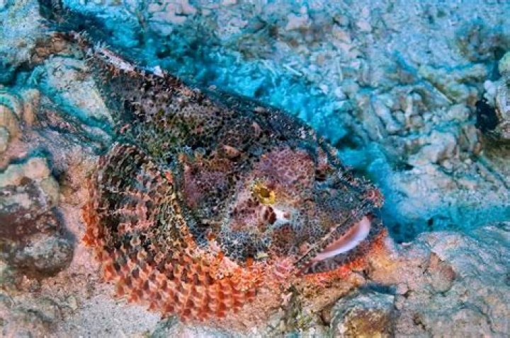 Quick Answer: Are Stone Fish Native To Florida