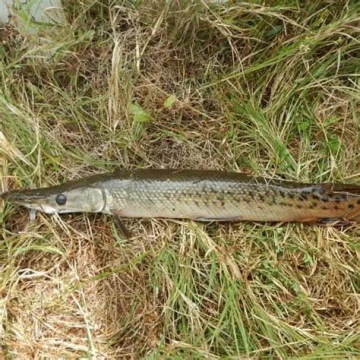 Quick Answer: Are There Gar Fish In Wisconsin