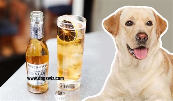 Quick Answer: Can Dogs Drink Ginger Ale