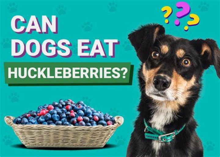 Quick Answer: Can Dogs Eat Huckleberries