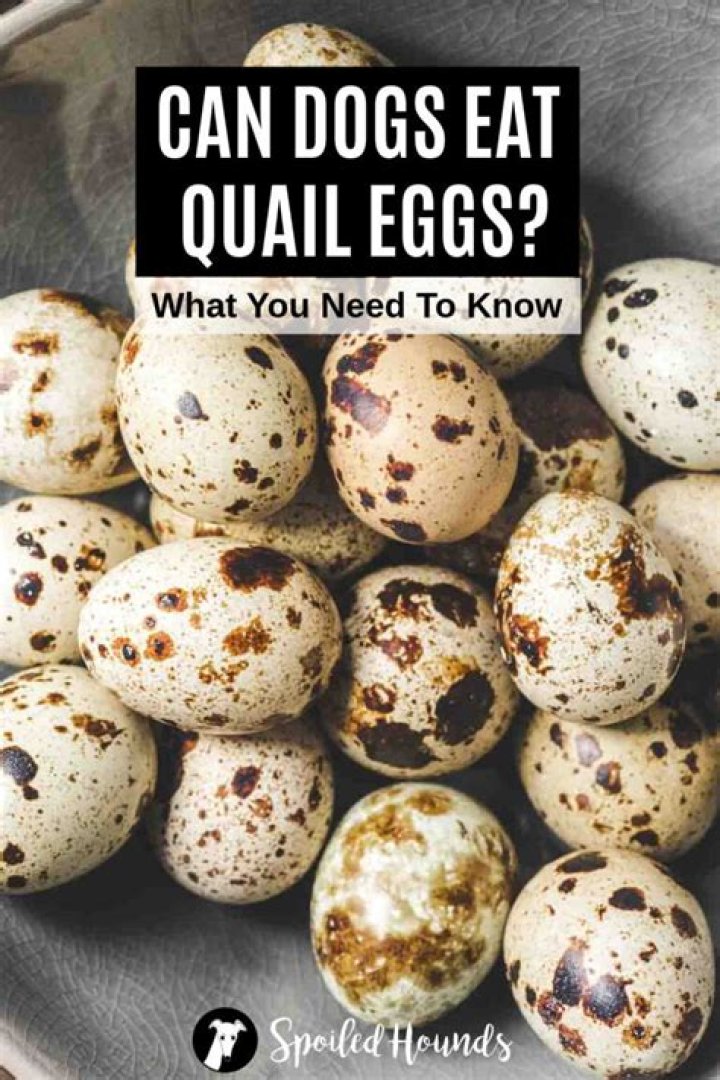 Quick Answer: Can Dogs Eat Quail Eggs