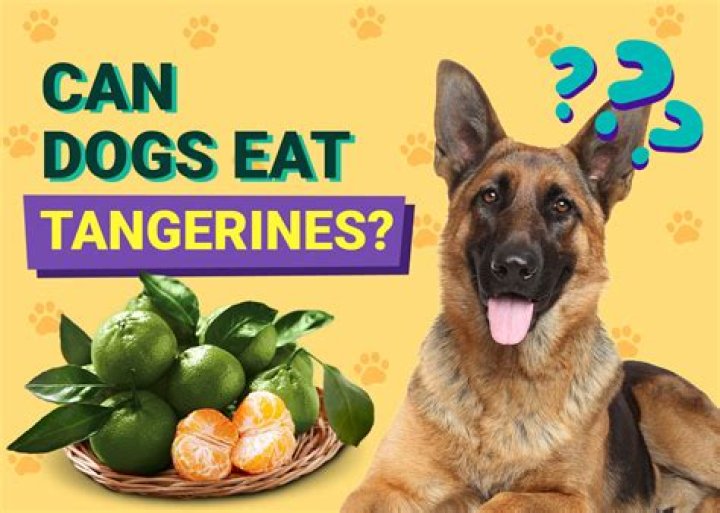 Quick Answer: Can Dogs Eat Tangerines