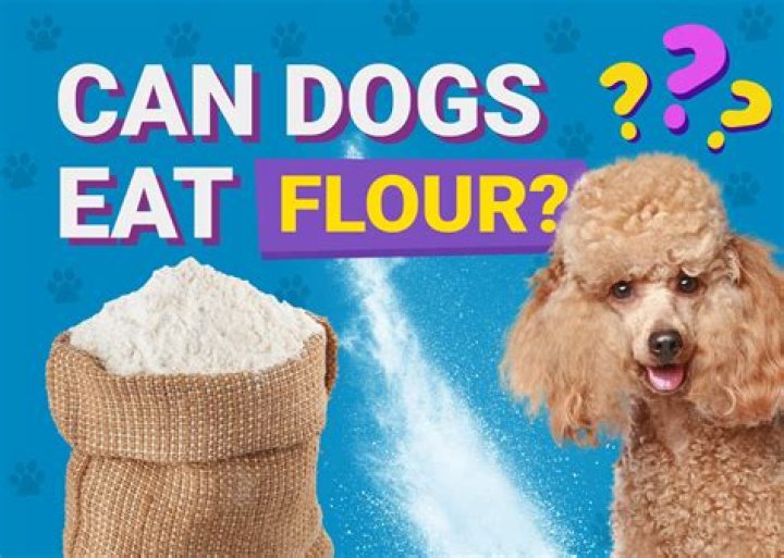 Quick Answer: Can Dogs Eat Whole Wheat Flour
