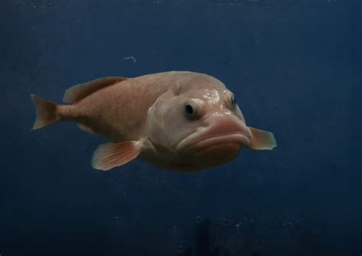 Quick Answer: Can Fish Face