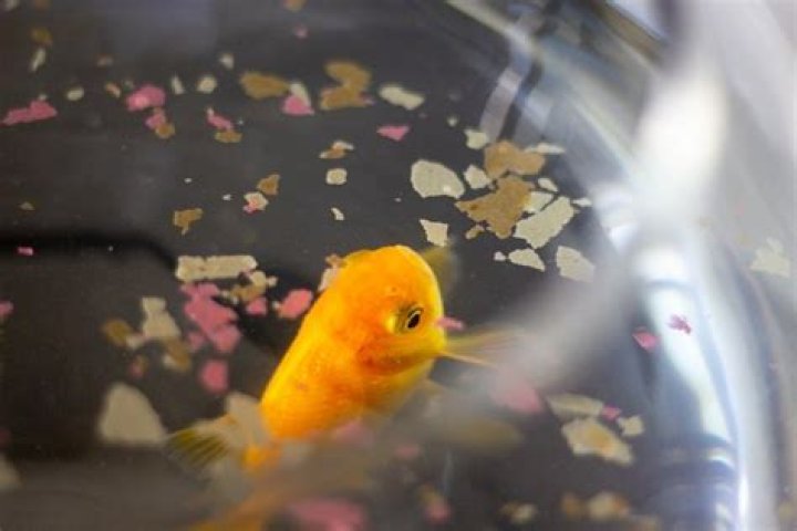 Quick Answer: Can Gold Fish Eat Tropical Fish Flakes