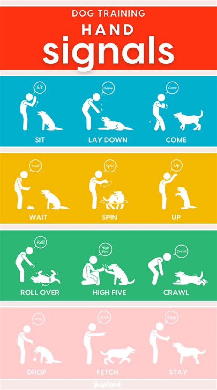 Quick Answer: Can M-T-G Be Used On Dogs