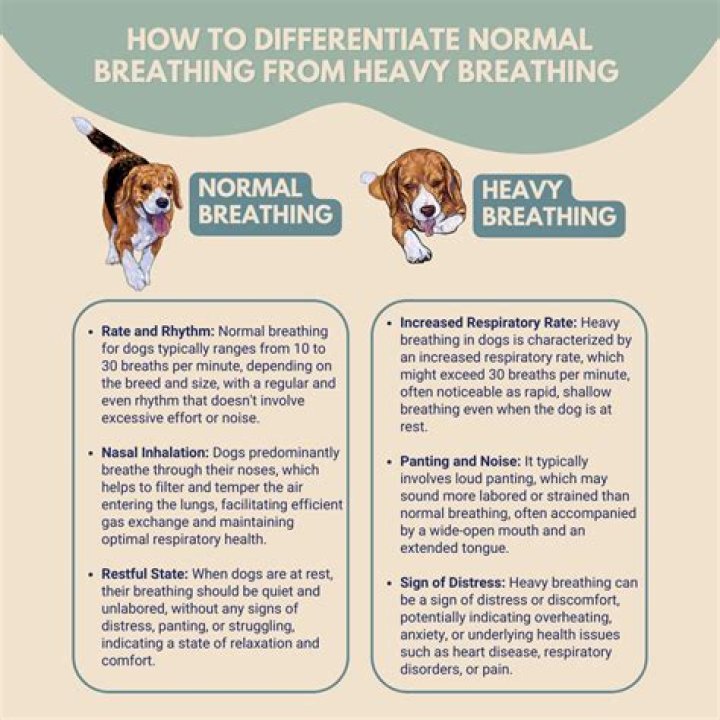 Quick Answer: Can Prednisone Cause Heavy Breathing In Dogs