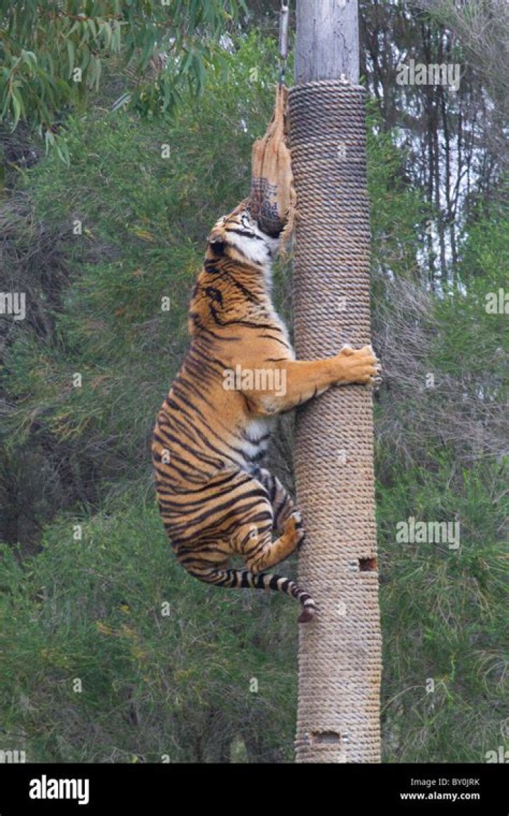 Quick Answer: Does Tigers Climb Trees