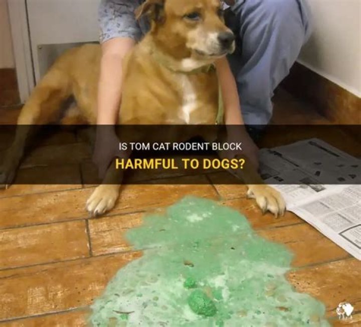 Quick Answer: Does Tom Cat Rodent Blocks Kill Dogs