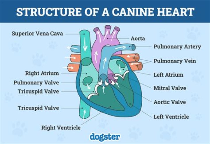 Quick Answer: How Big Is A Dogs Heart