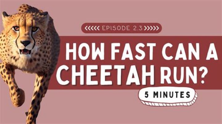 Quick Answer: How Fast Can A Cheetah Run 100M