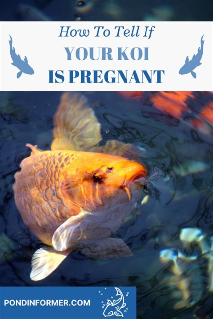 Quick Answer: How Long Are Koi Fish Pregnant For