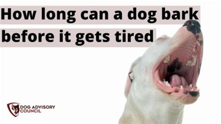 Quick Answer: How Long Can A Dog Bark Before It Gets Tired