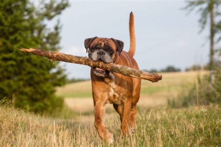 Quick Answer: How Long Did Your Boxer Dog Live