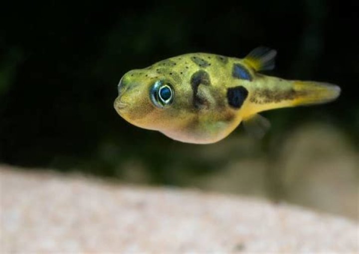 Quick Answer: How Long Do Pygmy Puffer Fish Live