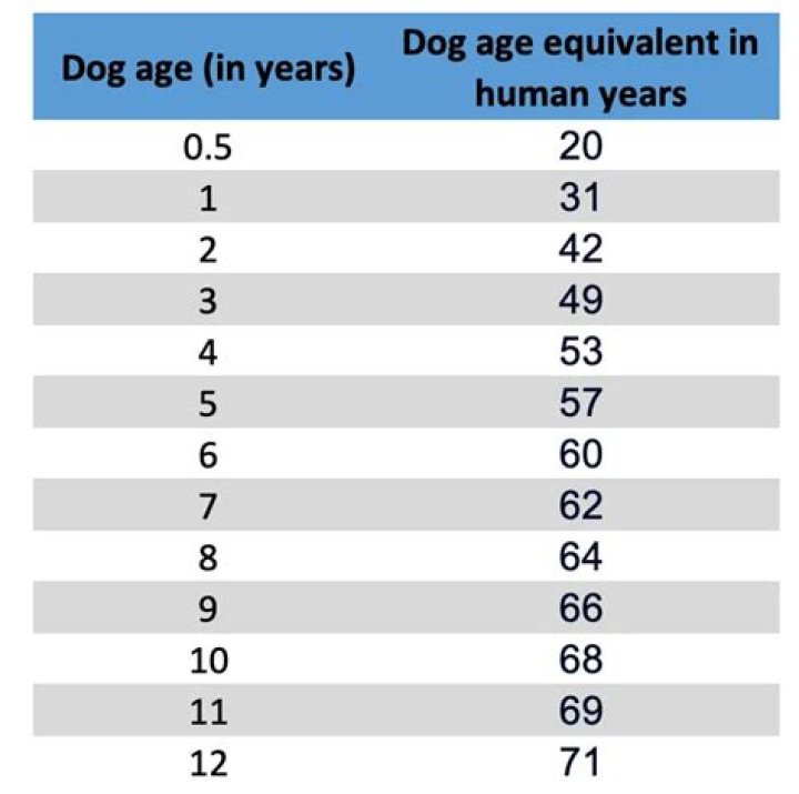 Quick Answer: How Long Is 2 Months In Dog Years